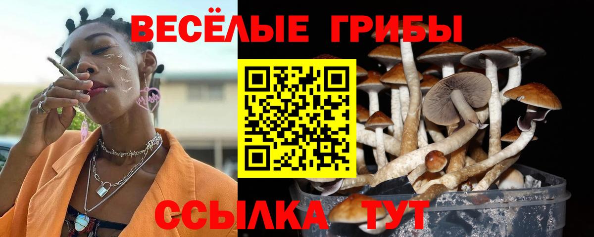 Выборг  Псилоцибиновые грибы мицелий  Вход с VPN 